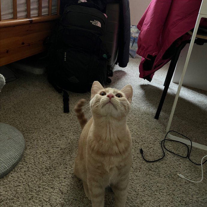 Emma's Solo Cat-Sitting Club