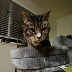 cats-img-1