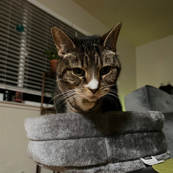 Emma's Solo Cat-Sitting Club