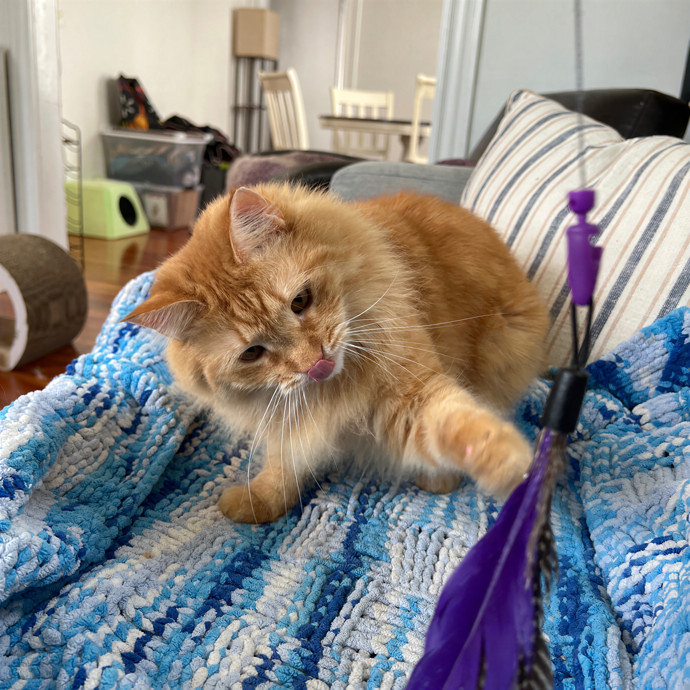 Emma's Solo Cat-Sitting Club