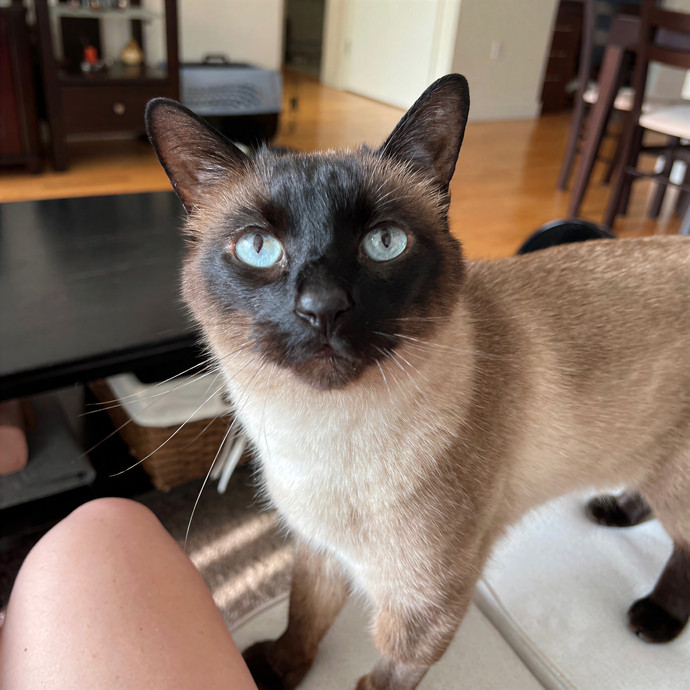 Emma's Solo Cat-Sitting Club