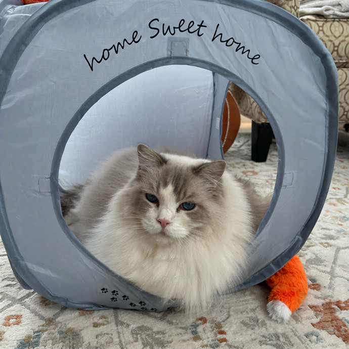 Emma's Solo Cat-Sitting Club