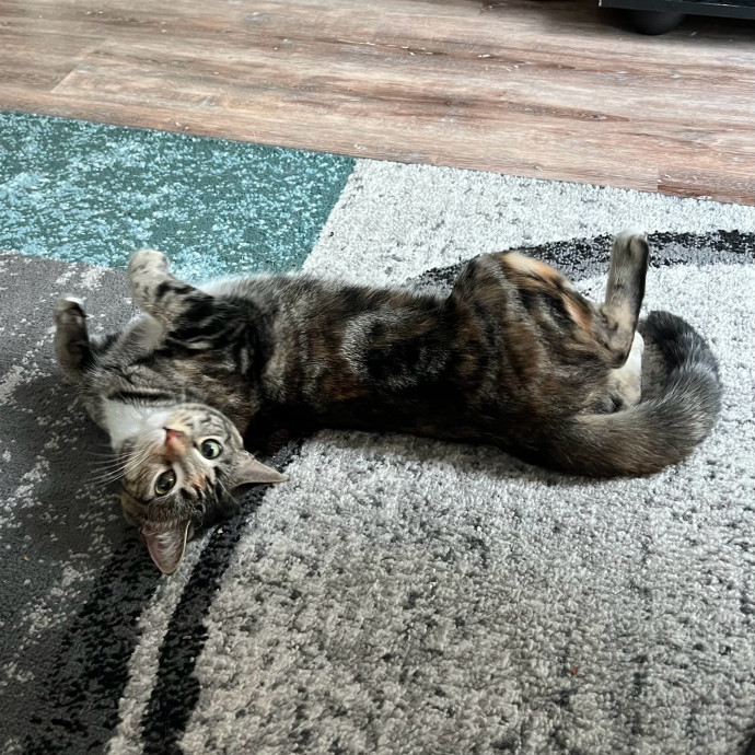 Emma's Solo Cat-Sitting Club