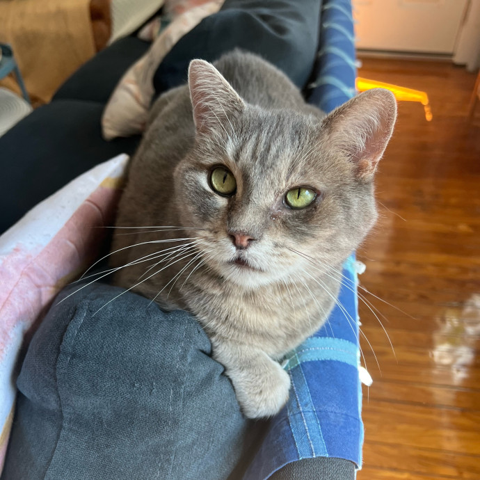Emma's Solo Cat-Sitting Club