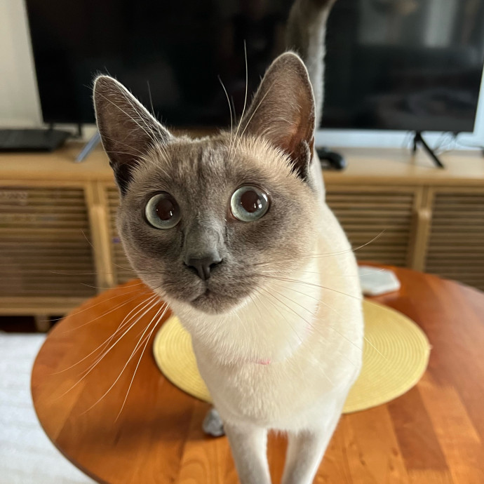 Emma's Solo Cat-Sitting Club