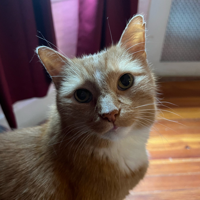 Emma's Solo Cat-Sitting Club photo 3