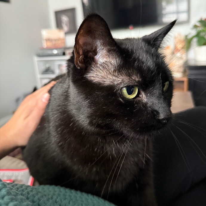 Emma's Solo Cat-Sitting Club photo 2