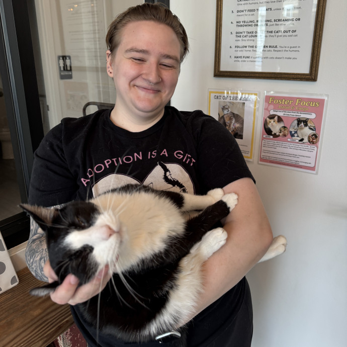 Loving Cat Care For Your Furry Friend