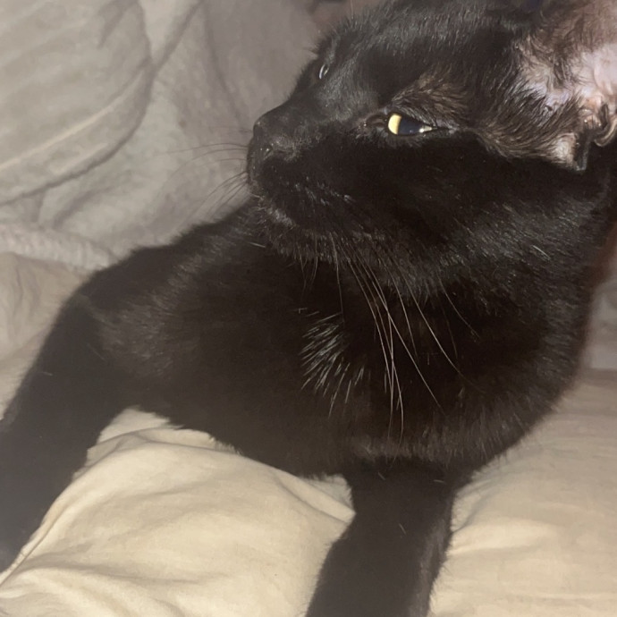 Loving Reliable Cat Sitter