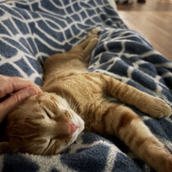 Loving Reliable Cat Sitter