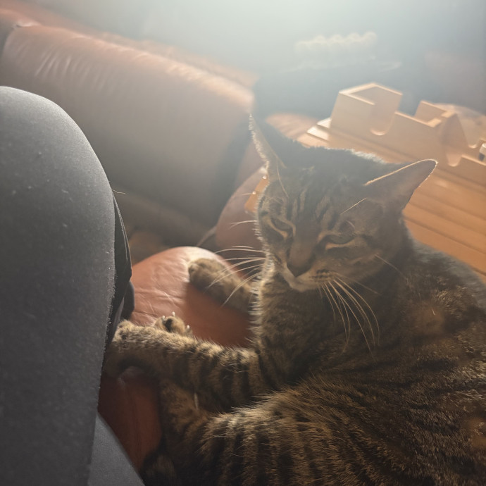 Loving Reliable Cat Sitter