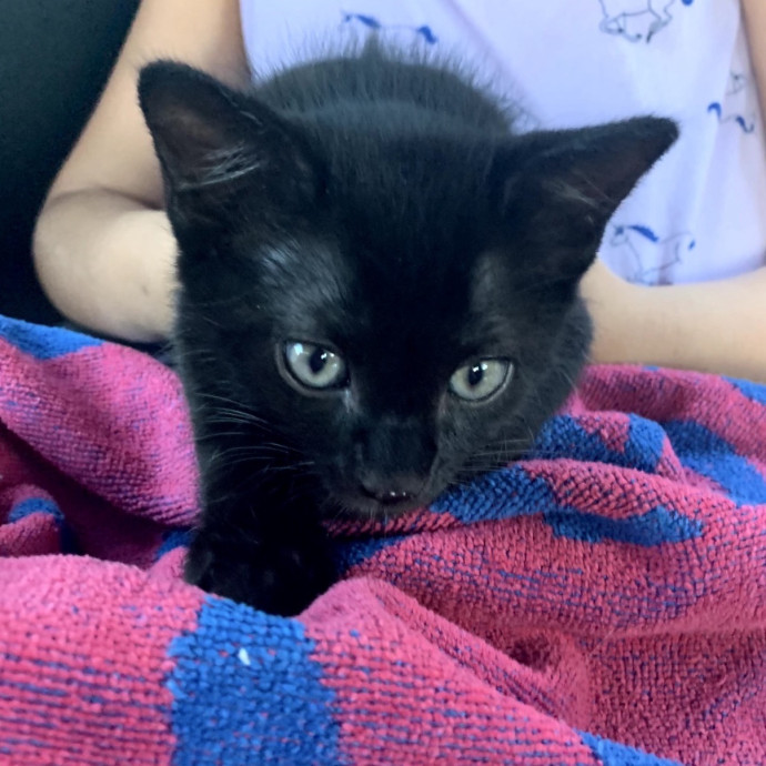Loving Reliable Cat Sitter photo 2