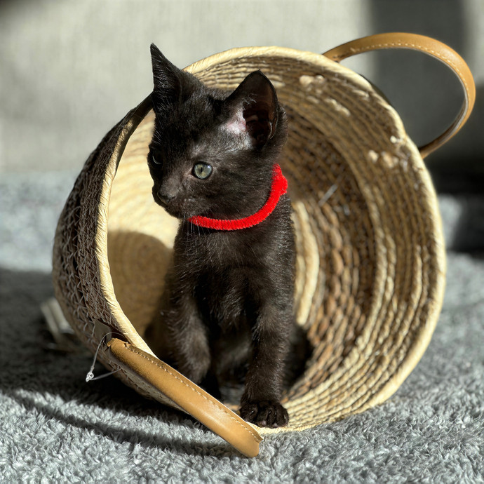 Michael's Meowgical Sanctuary Columbus