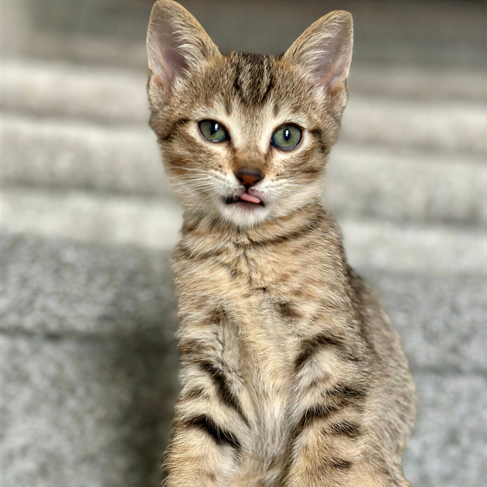 Michael's Meowgical Sanctuary Columbus
