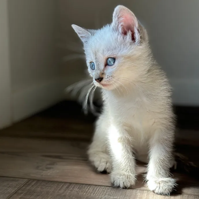 Michael's Meowgical Sanctuary Fort Collins