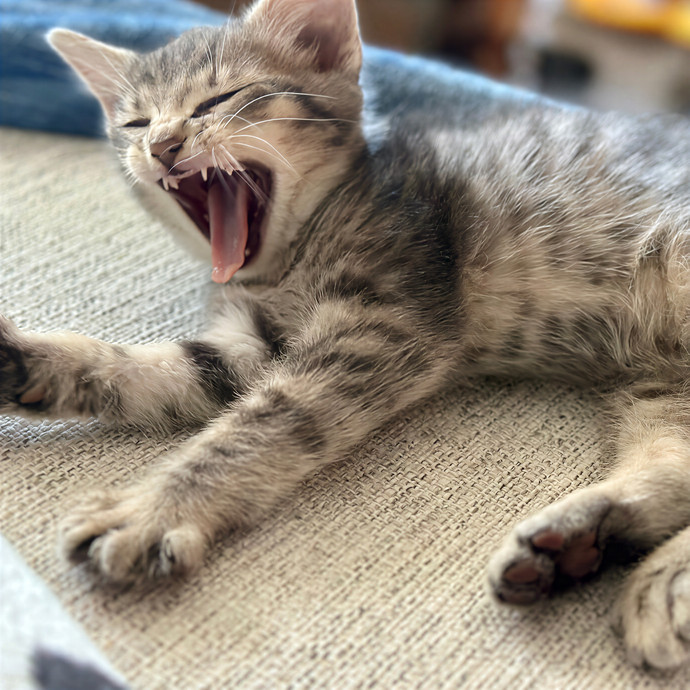 Michael's Meowgical Sanctuary Columbus