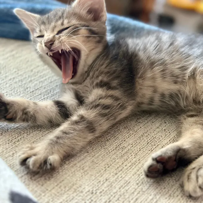 Michael's Meowgical Sanctuary Fort Collins