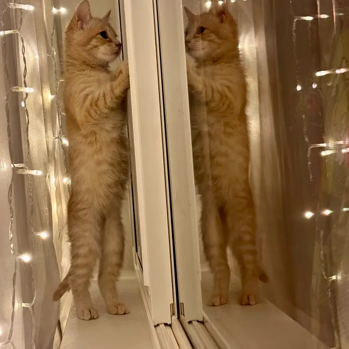 Michael's Meowgical Sanctuary Fort Collins