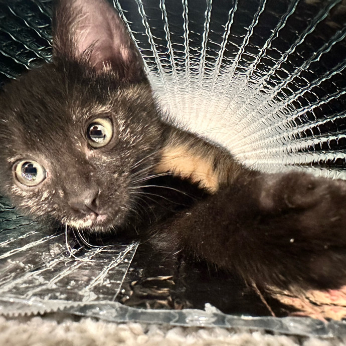 Michael's Meowgical Sanctuary Columbus