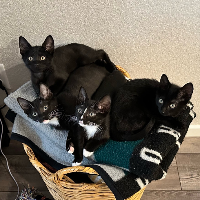 Michael's Meowgical Sanctuary Columbus