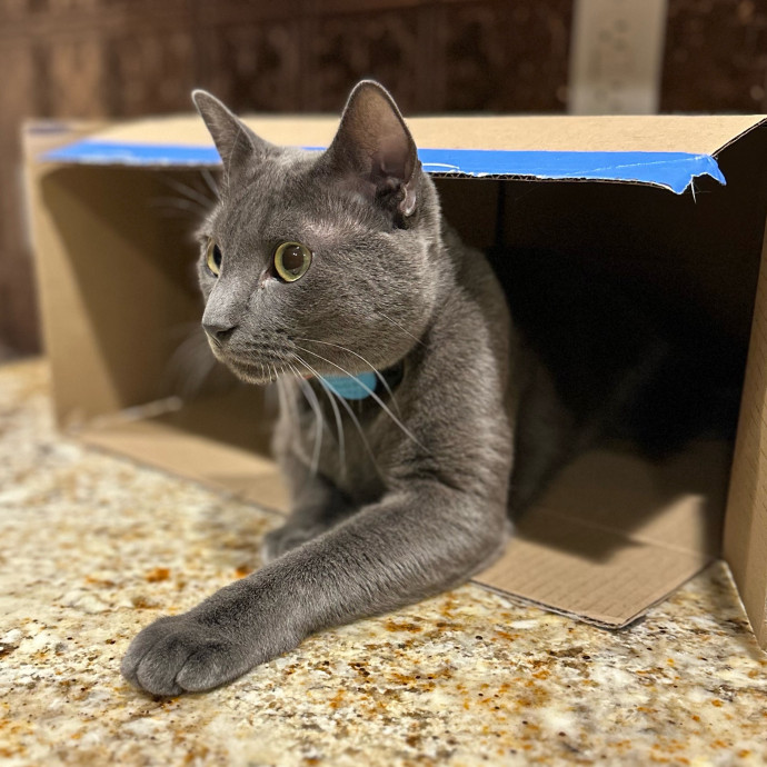 Michael's Meowgical Sanctuary Columbus