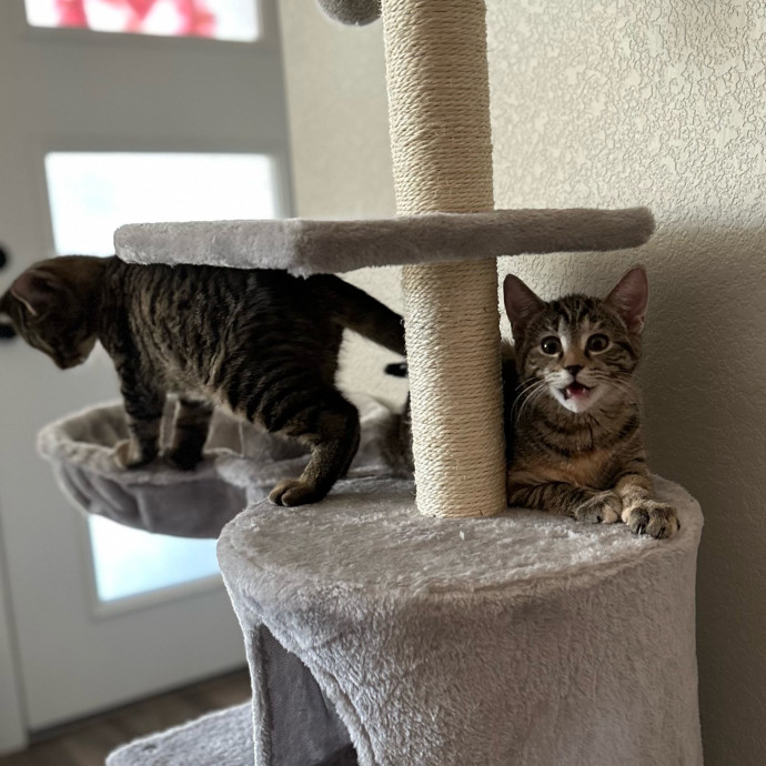 Michael's Meowgical Sanctuary Columbus