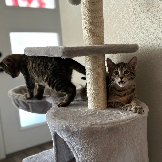 Michael's Meowgical Sanctuary Fort Collins