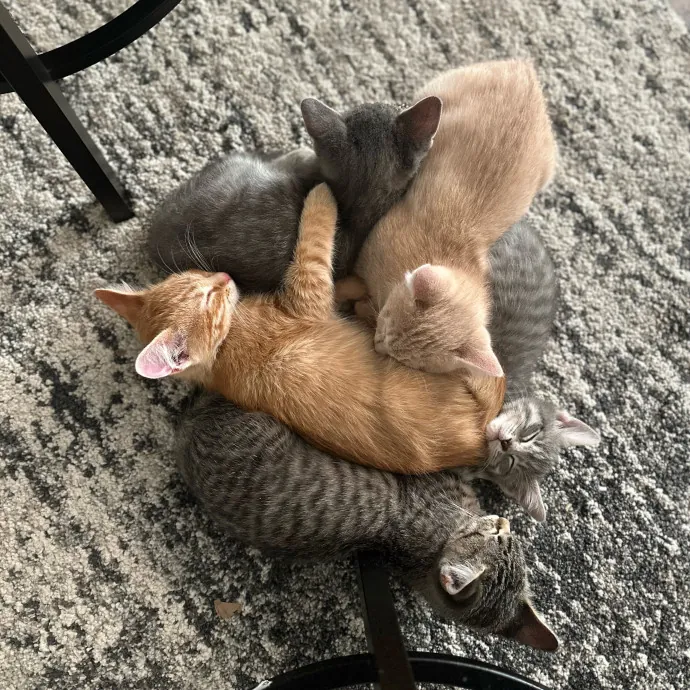 Michael's Meowgical Sanctuary Fort Collins