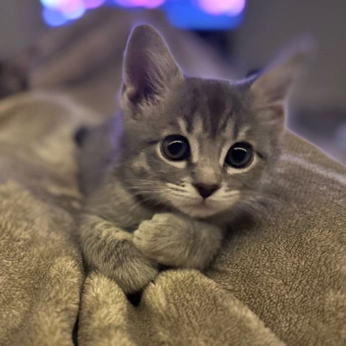 Michael's Meowgical Sanctuary Columbus