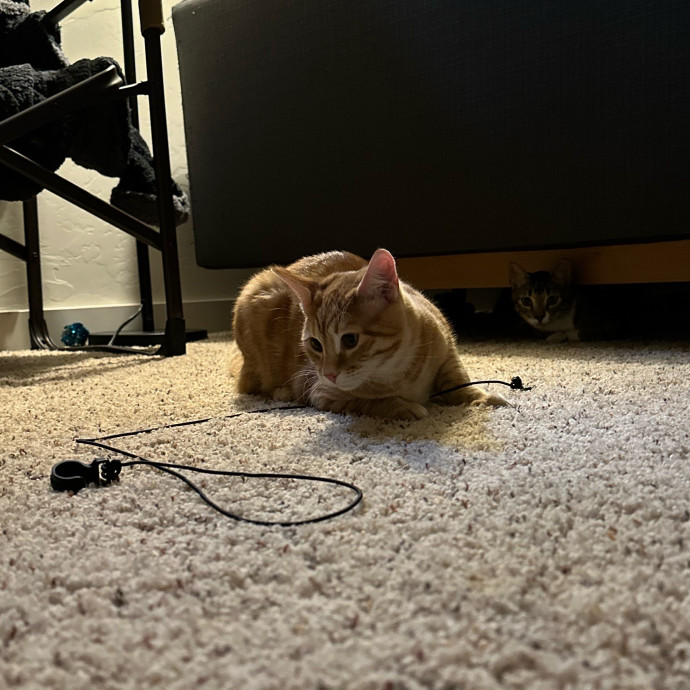 Michael's Meowgical Sanctuary Columbus photo 3