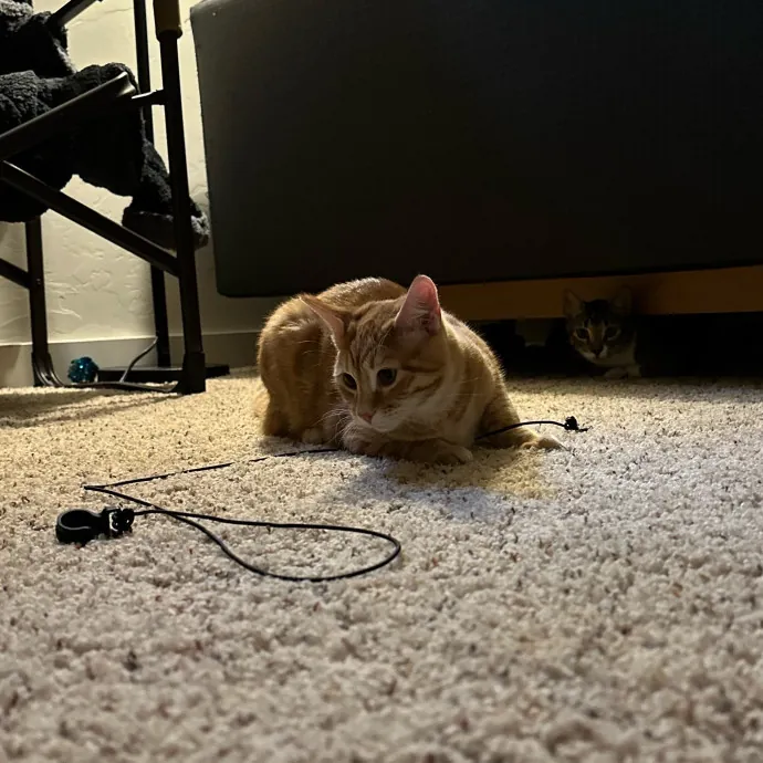 Michael's Meowgical Sanctuary Fort Collins photo 3