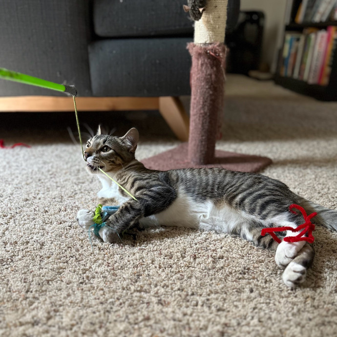 Michael's Meowgical Sanctuary Columbus photo 2