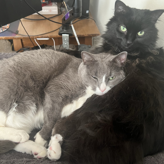 A Friend To Every Whisker