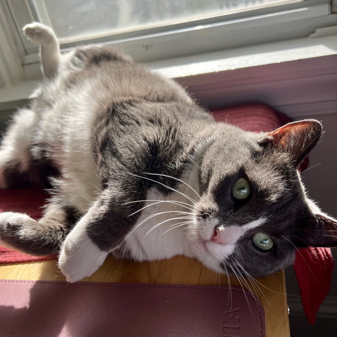 A Friend To Every Whisker