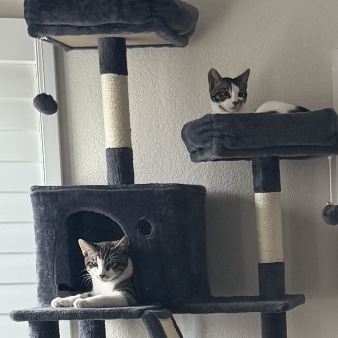 Bree's Cat Services