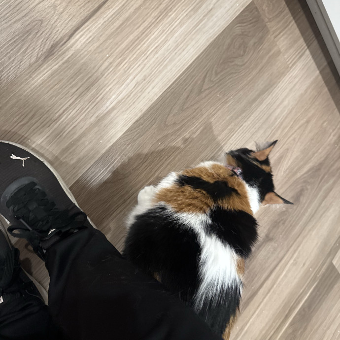Bree's Cat Services