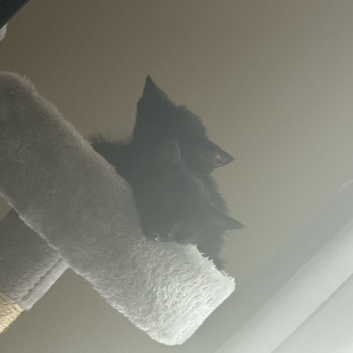Bree's Cat Services photo 3