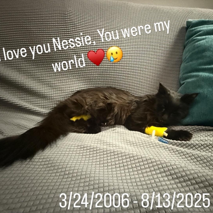Bree's Cat Services photo 2