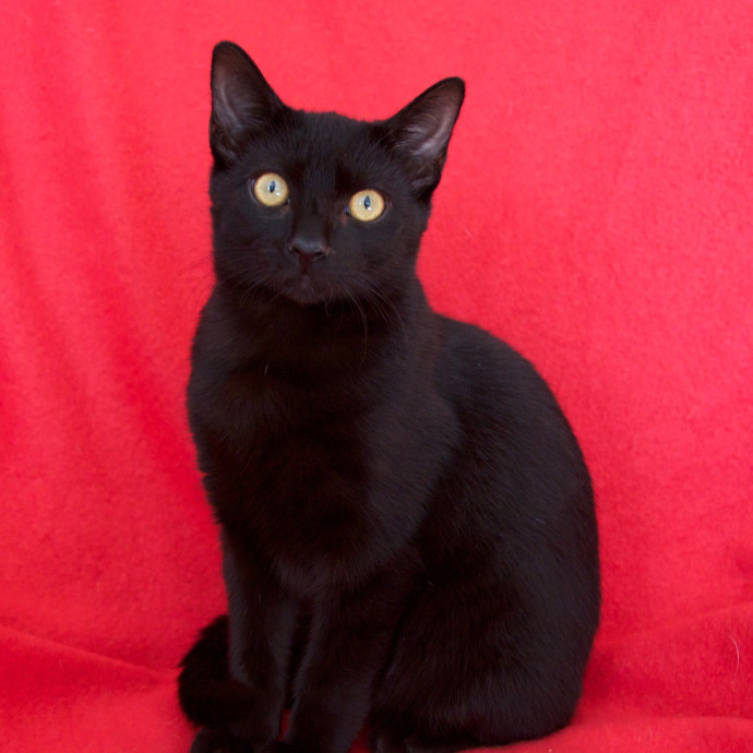 Christina's  Kitty Sitting
