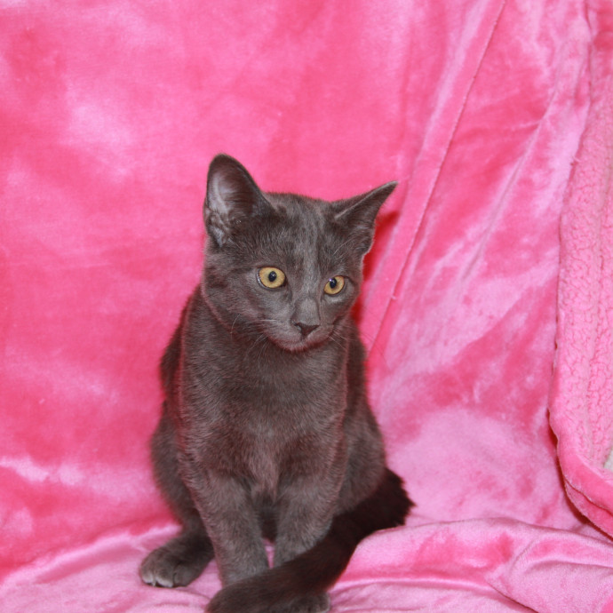 Christina's  Kitty Sitting