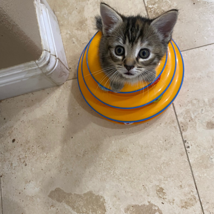 Christina's  Kitty Sitting