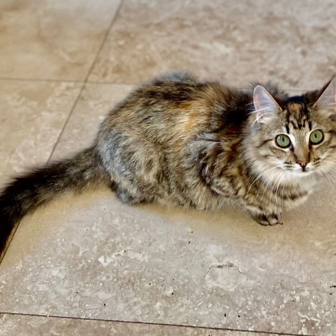 Christina's  Kitty Sitting