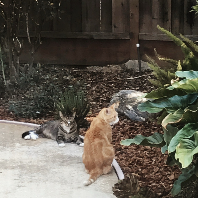 Your Next Cat Sitter photo 2