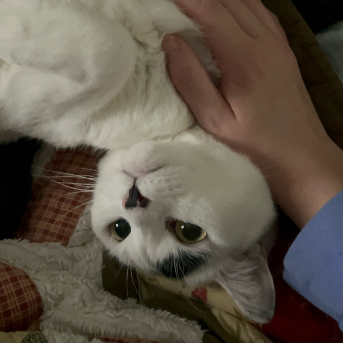 Making New Friends Cat And Human