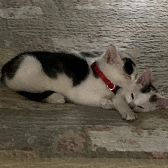 Making New Friends Cat And Human