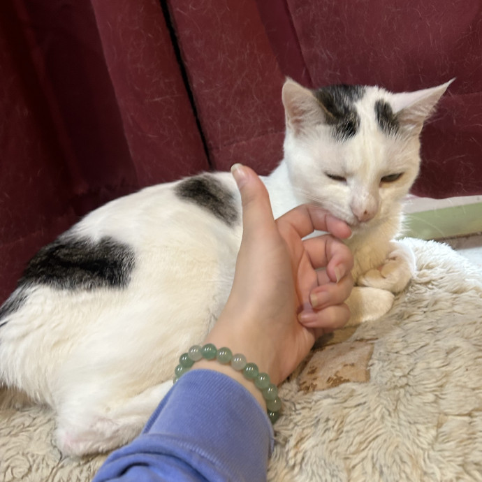 Making New Friends Cat And Human