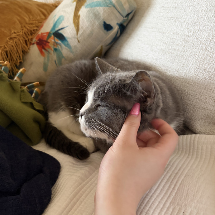 Only The Best Care For Your Fur Baby