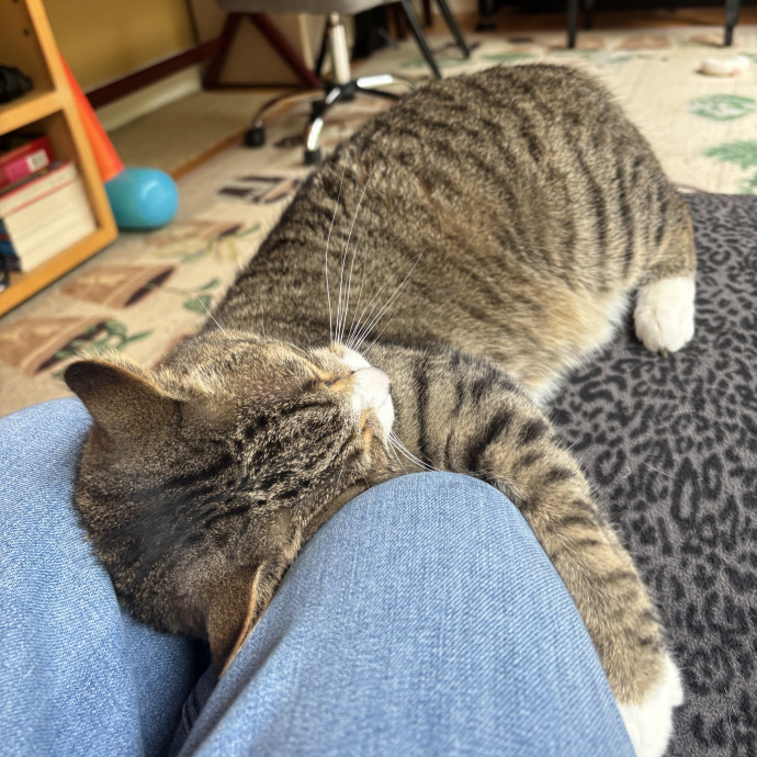 Only The Best Care For Your Fur Baby