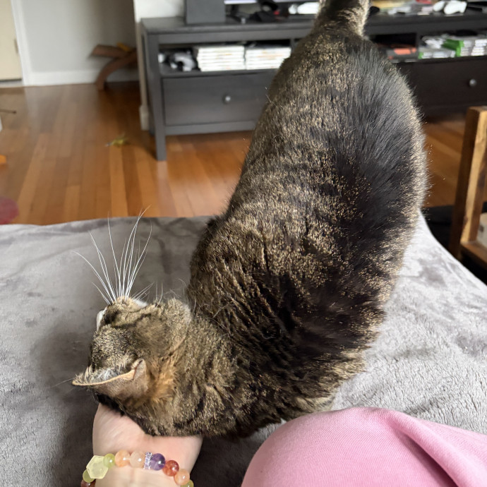 Only The Best Care For Your Fur Baby