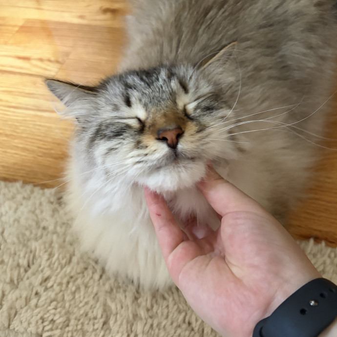 Only The Best Care For Your Fur Baby